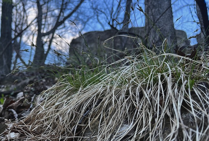 Whitetinge Sedge photo 5
