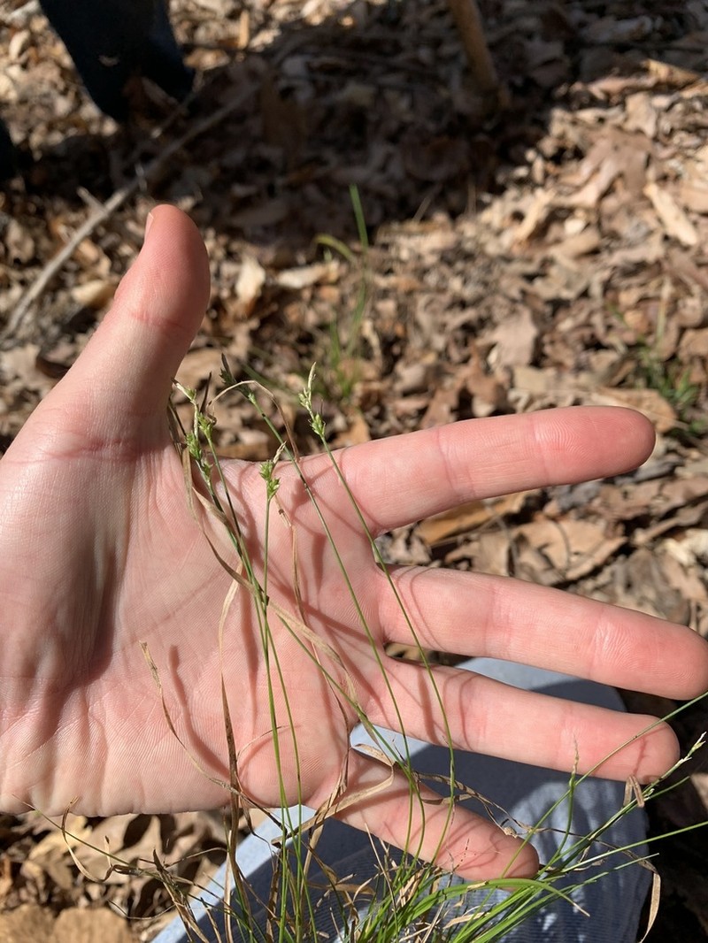 Whitetinge Sedge photo 6