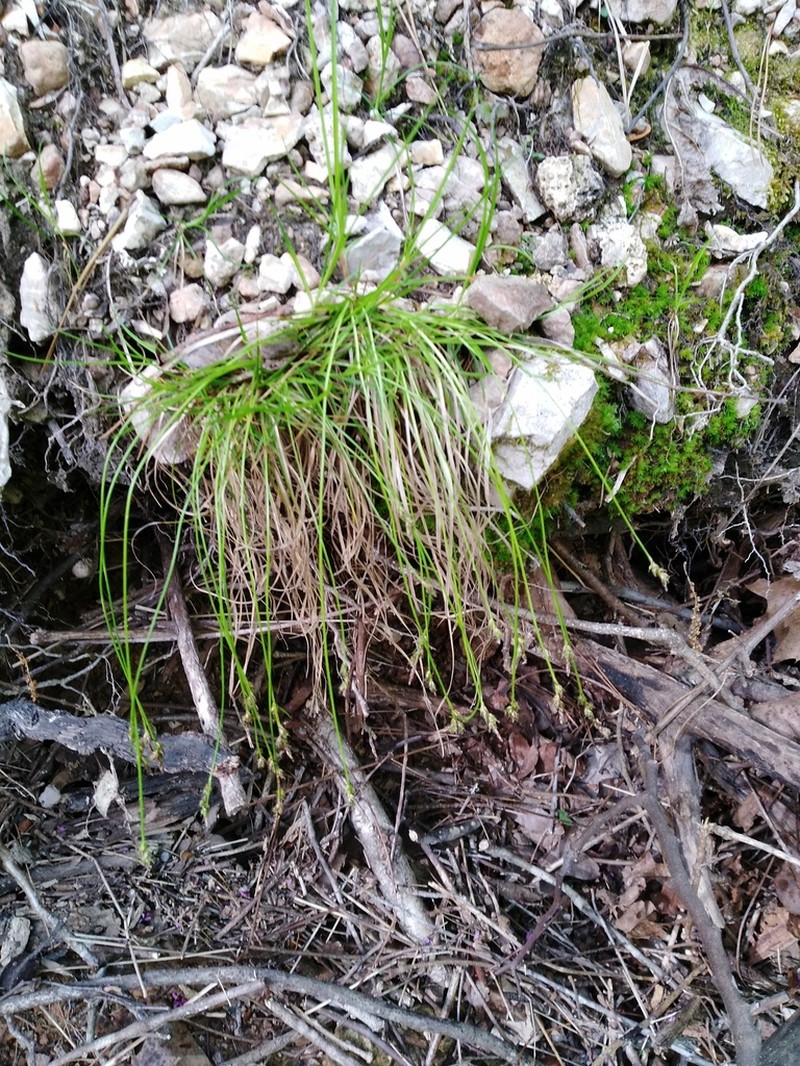 Whitetinge Sedge photo 7