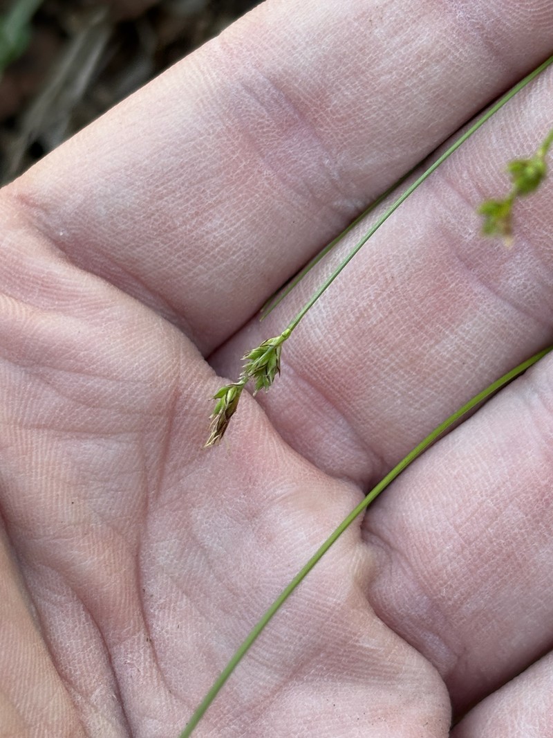 Carex albicans var. albicans