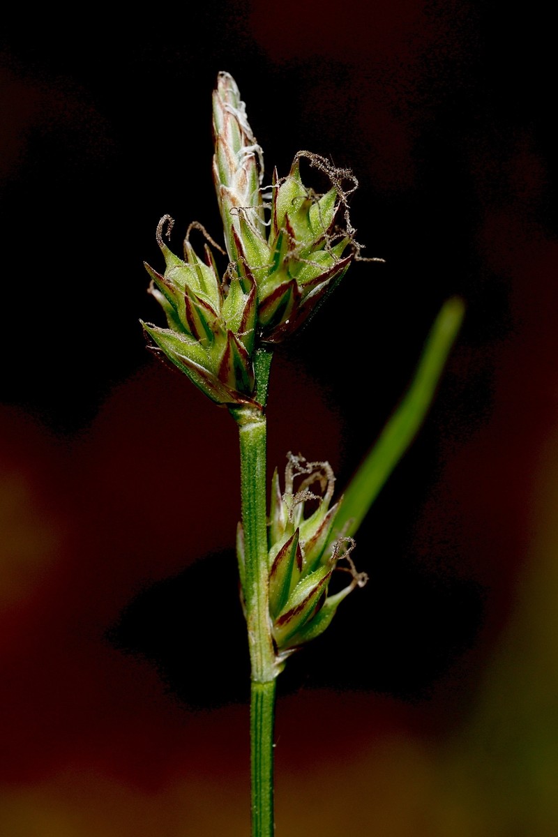 Carex albicans var. albicans photo 2