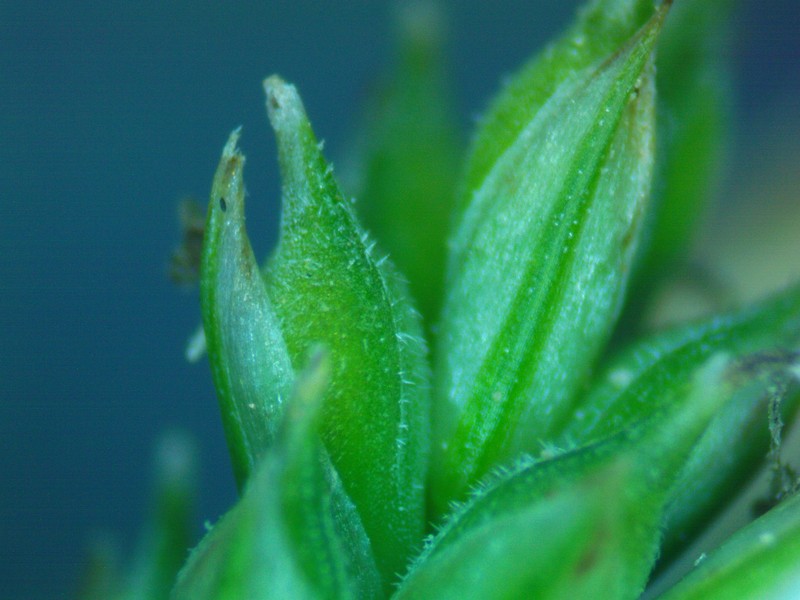 Carex albicans var. albicans photo 3