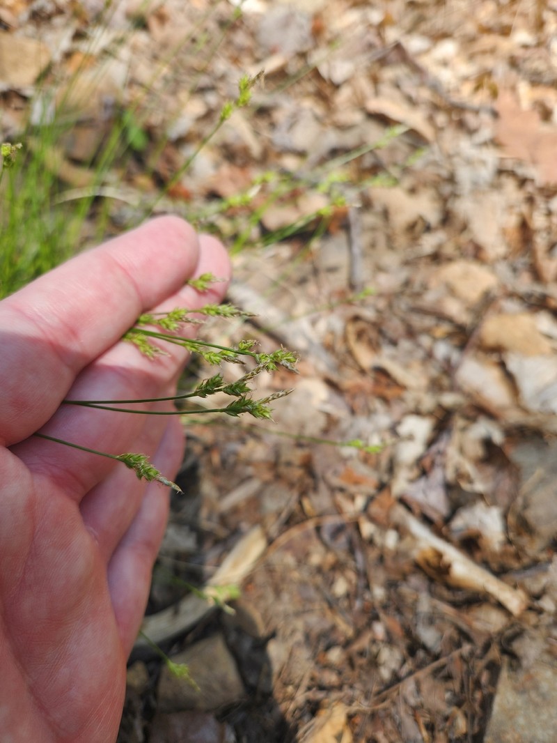Carex albicans var. albicans photo 4