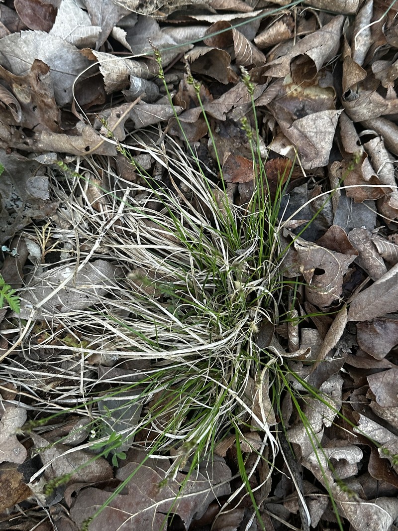 Carex albicans var. albicans photo 5