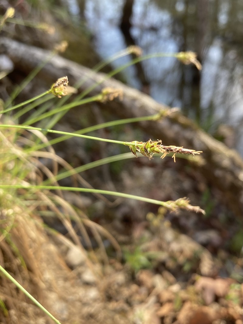 Carex albicans var. albicans photo 6