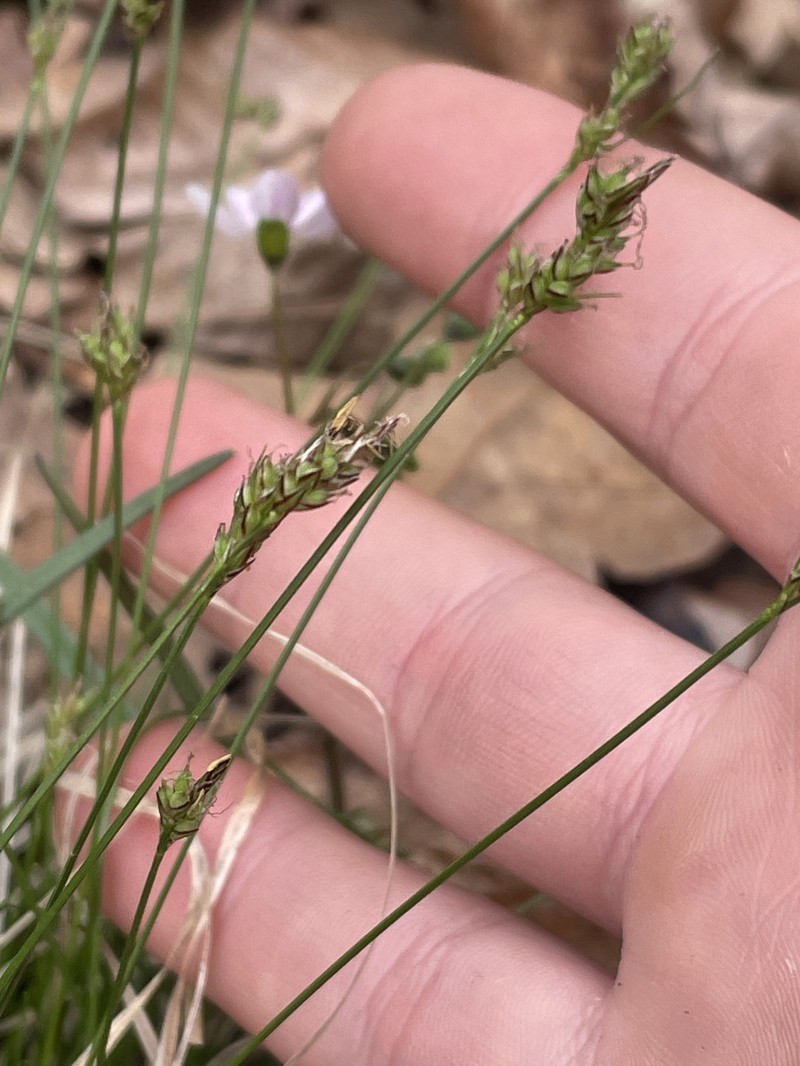 Carex albicans var. albicans photo 7