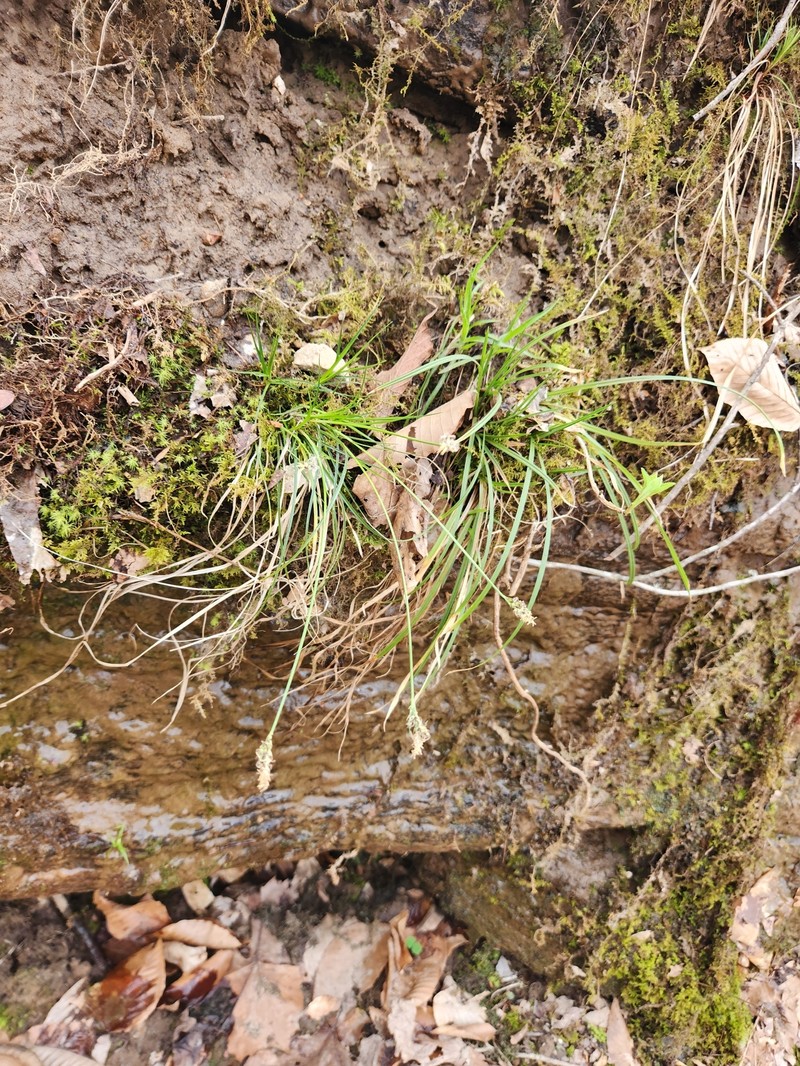 Carex albicans var. albicans photo 8