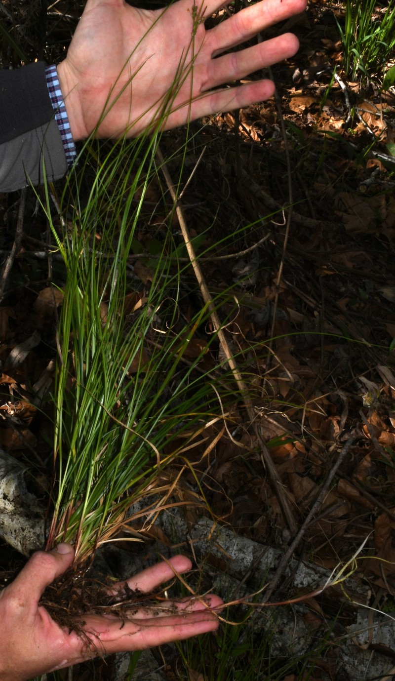 Carex albicans var. australis