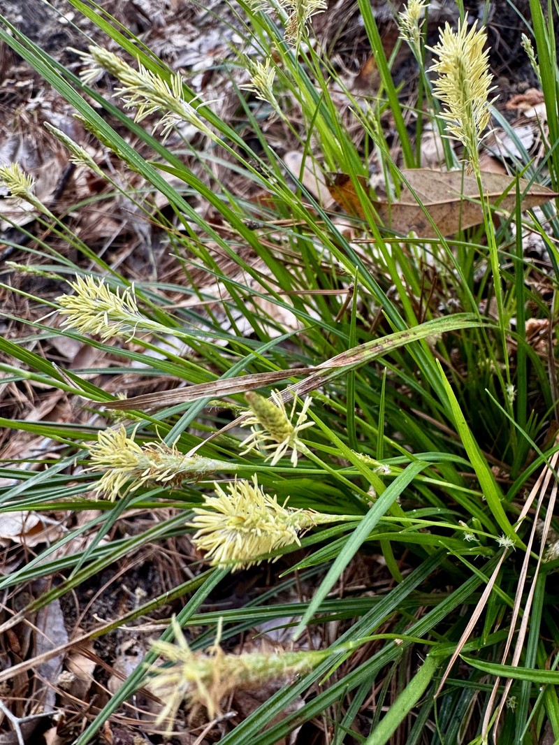 Carex albicans var. australis photo 2