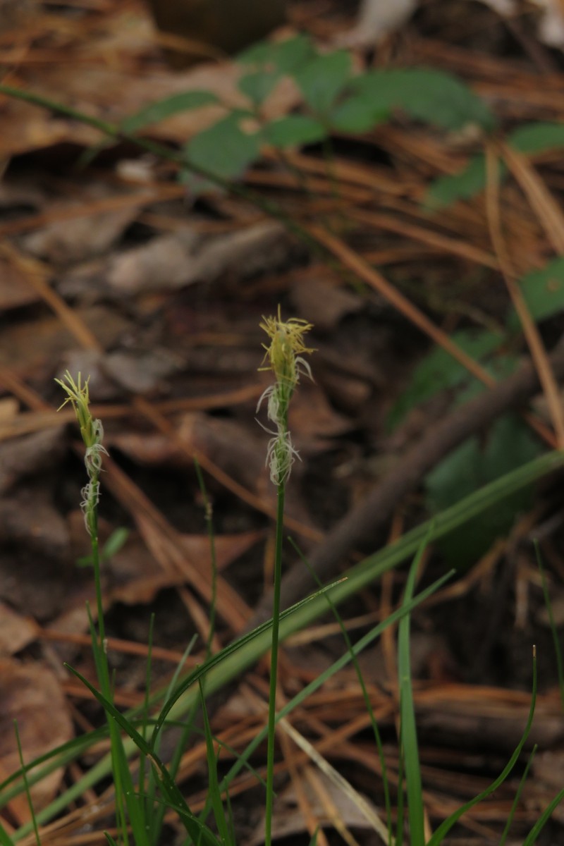 Carex albicans var. australis photo 3