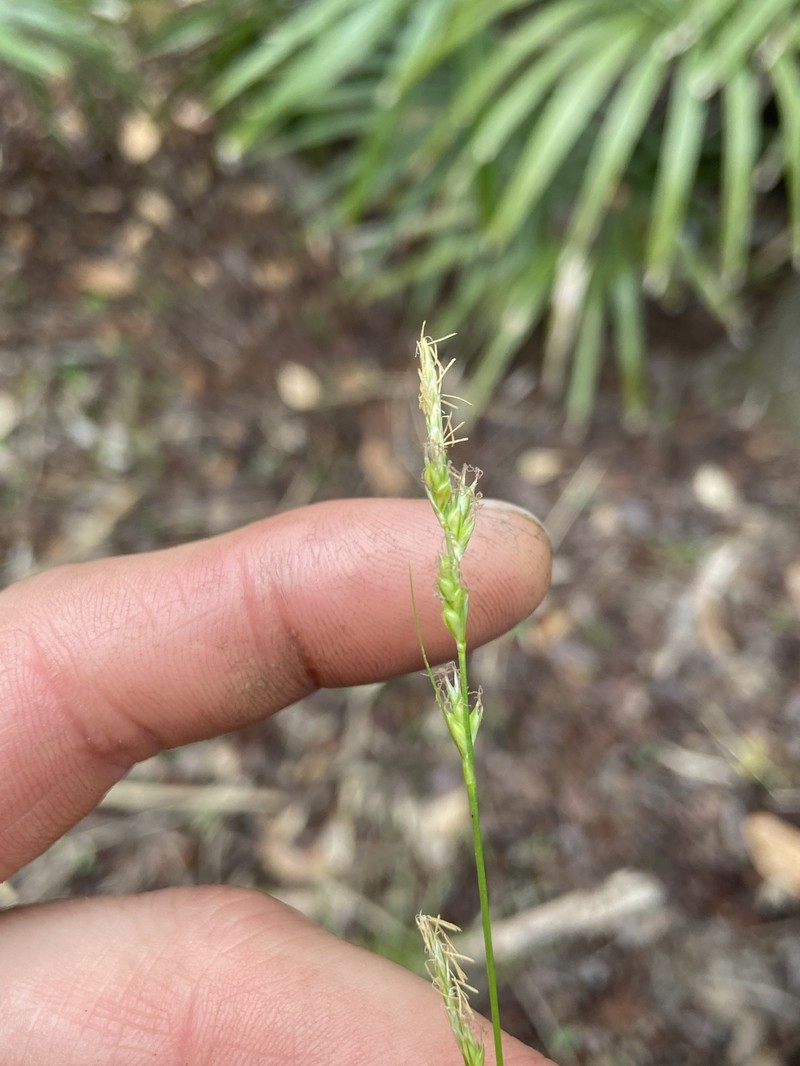 Carex albicans var. australis photo 5