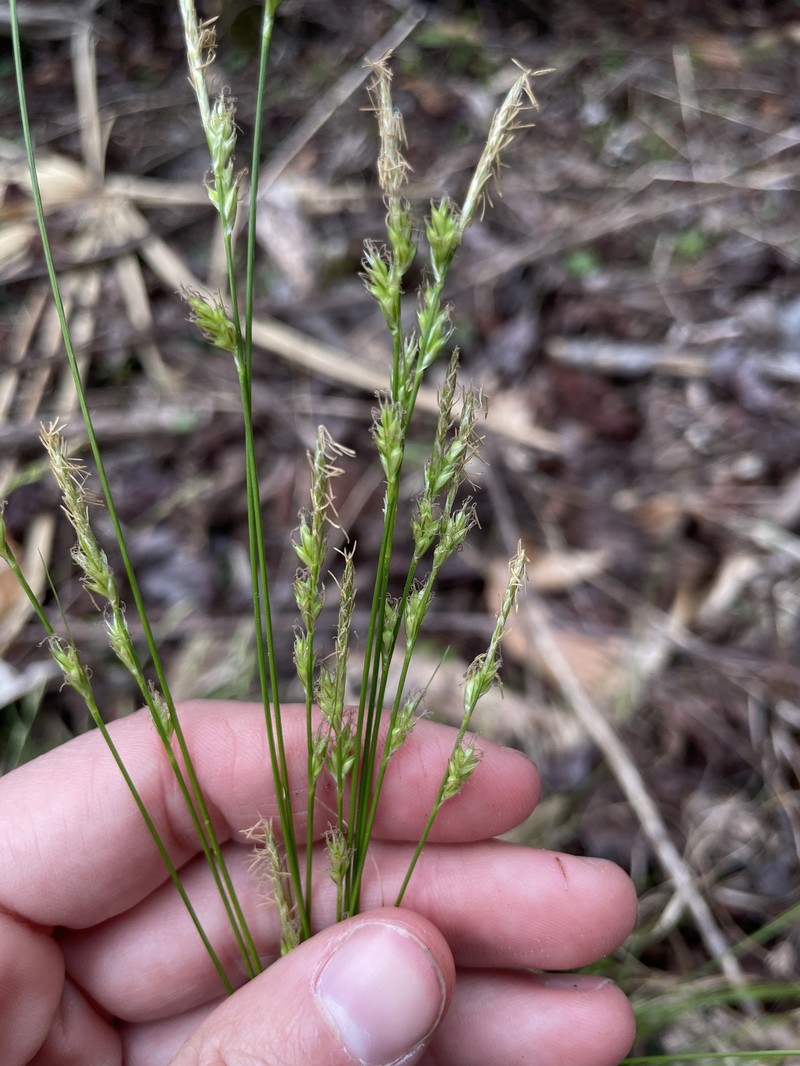 Carex albicans var. australis photo 6