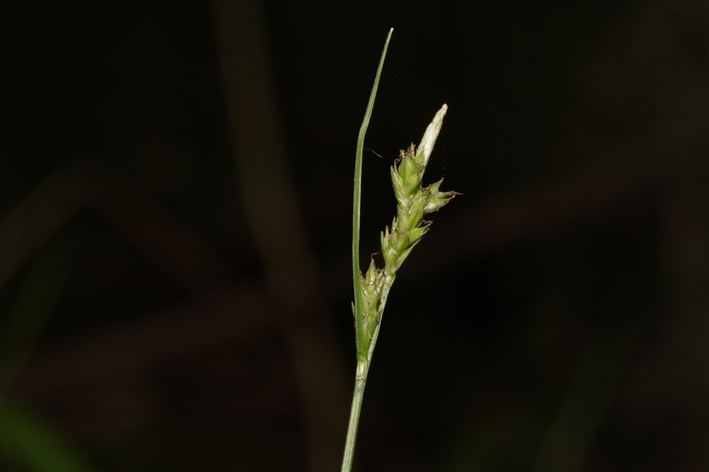 Carex albicans var. australis photo 7