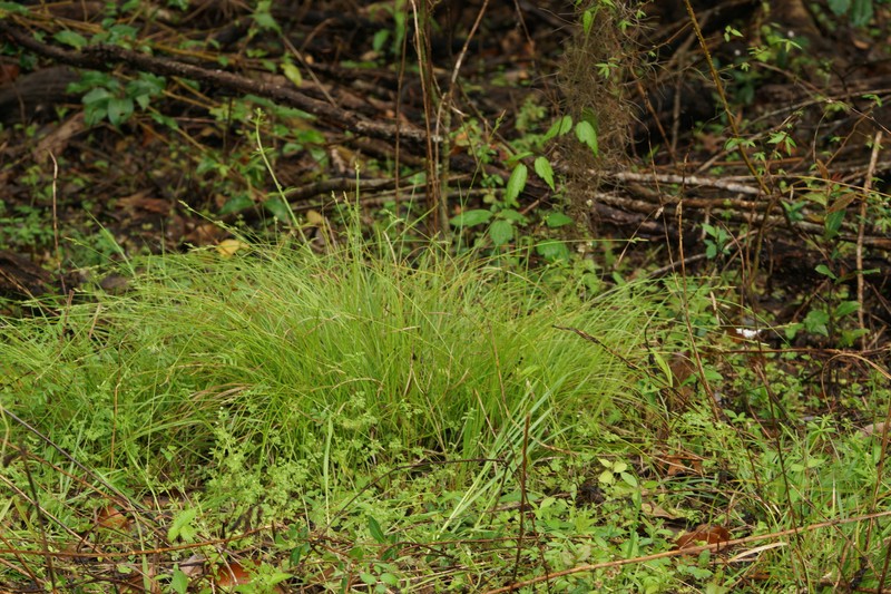Carex albicans var. australis photo 8