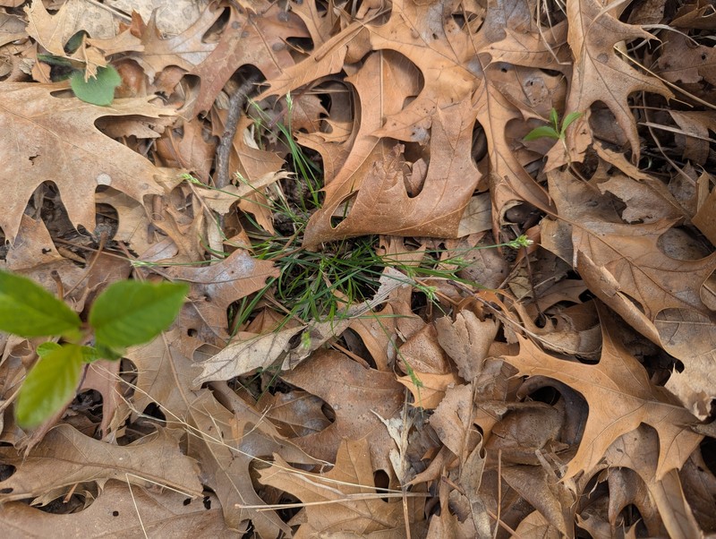 Carex albicans var. emmonsii