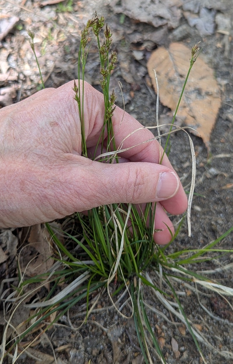 Carex albicans var. emmonsii photo 2