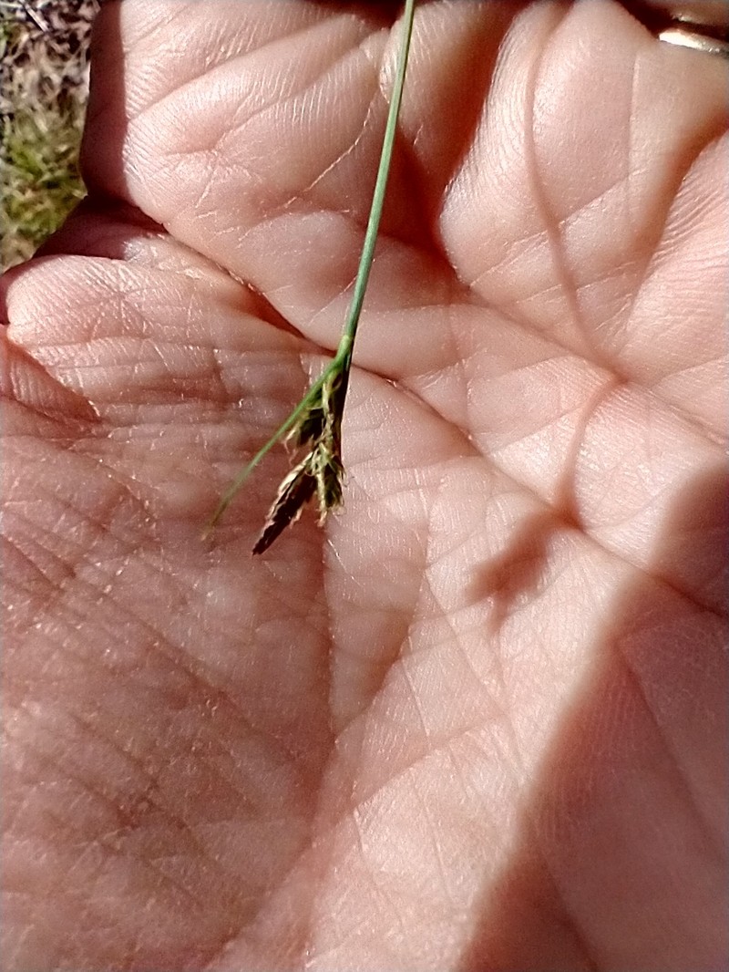 Carex albicans var. emmonsii photo 3