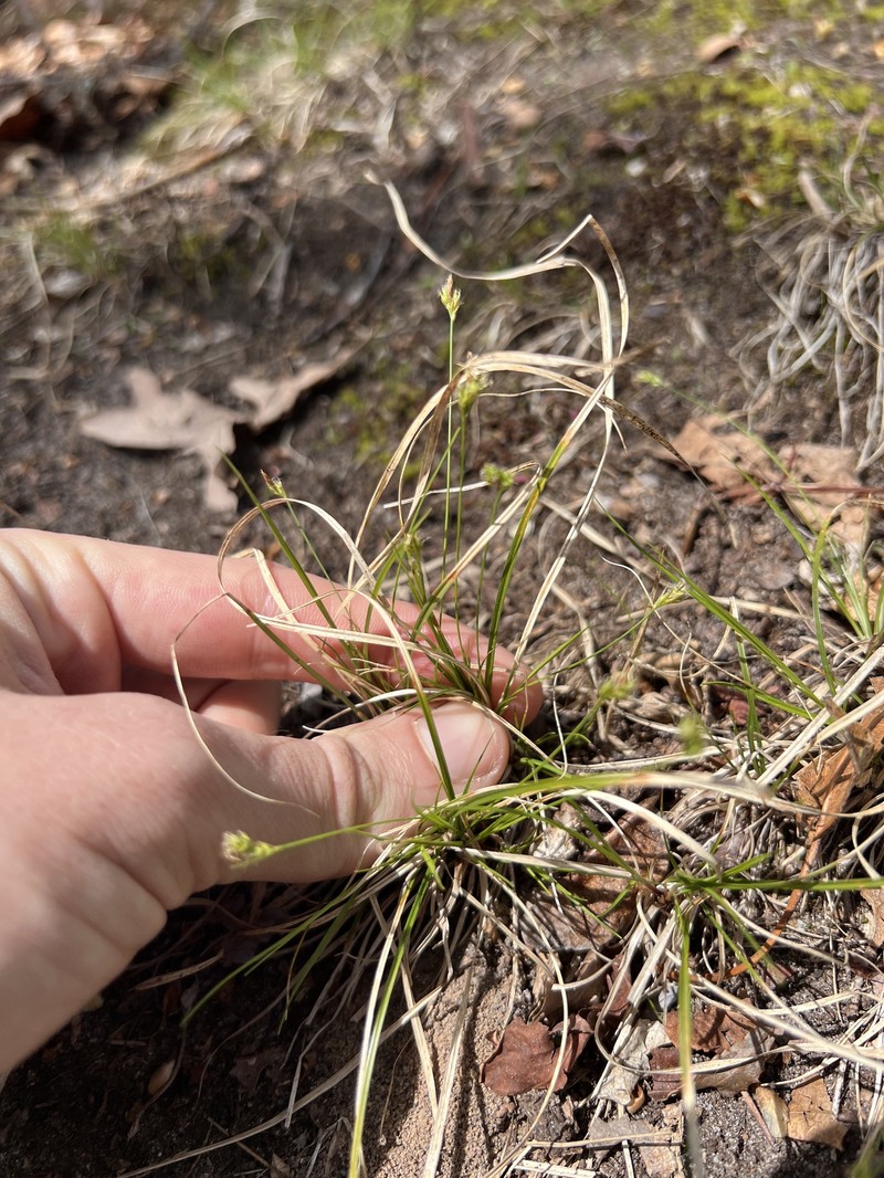 Carex albicans var. emmonsii photo 4