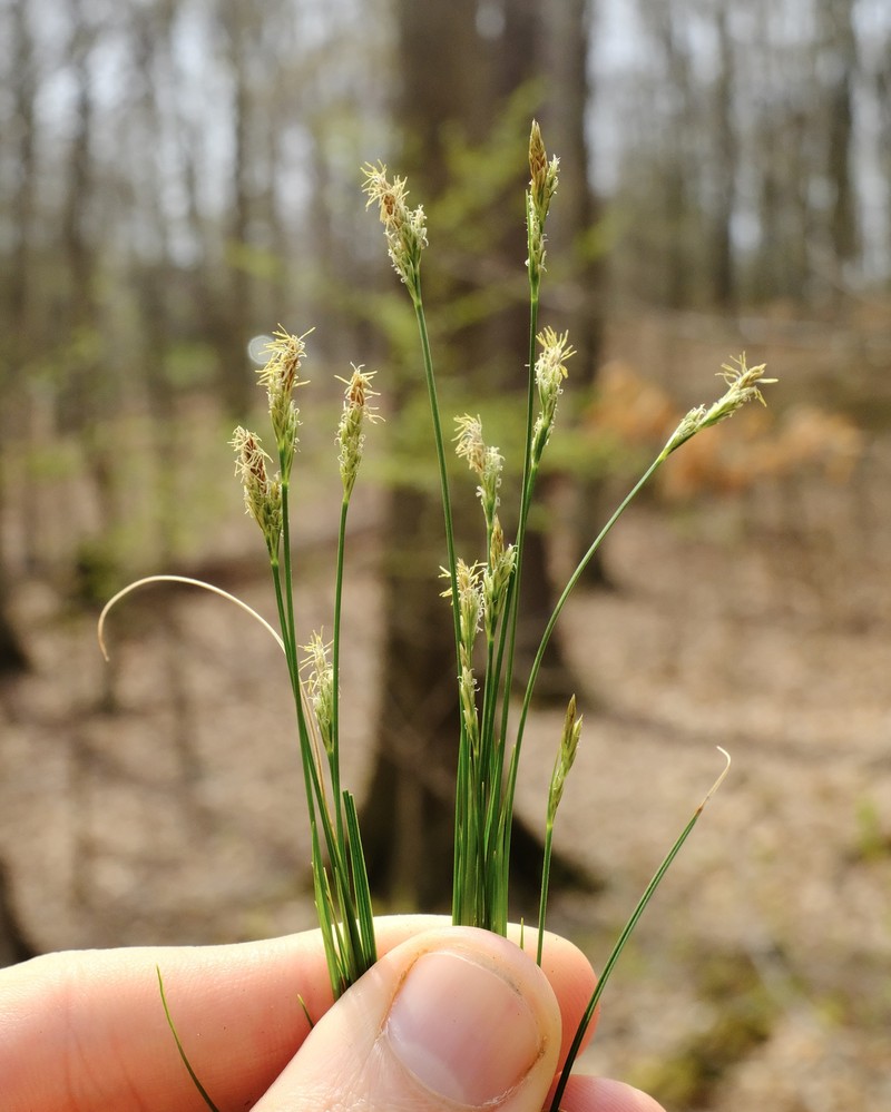 Carex albicans var. emmonsii photo 5