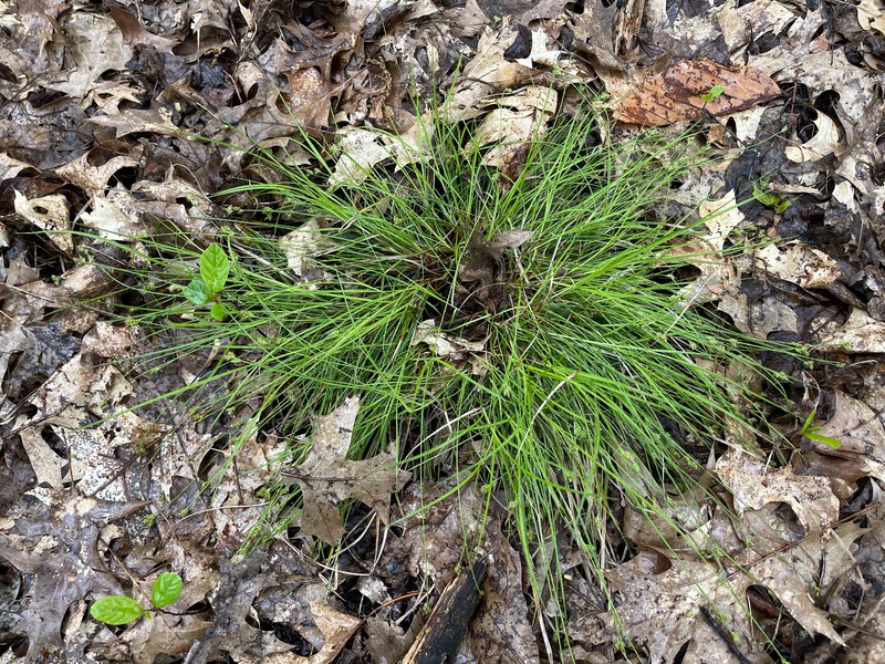 Carex albicans var. emmonsii photo 6