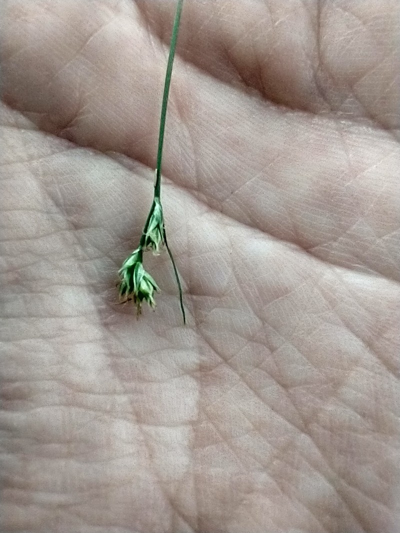 Carex albicans var. emmonsii photo 7
