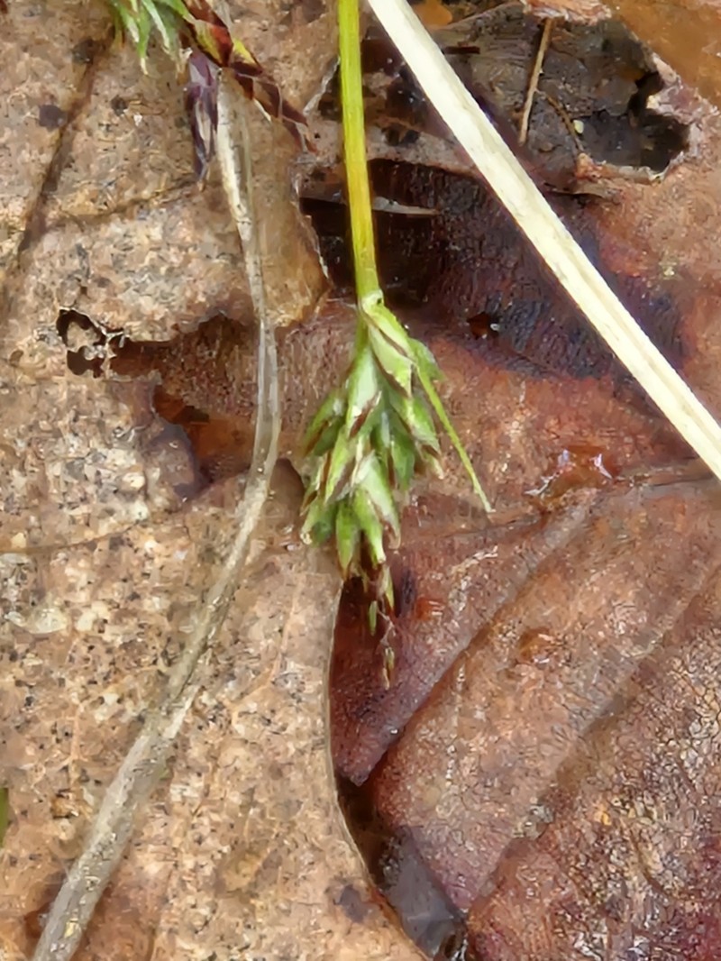 Carex albicans var. emmonsii photo 8