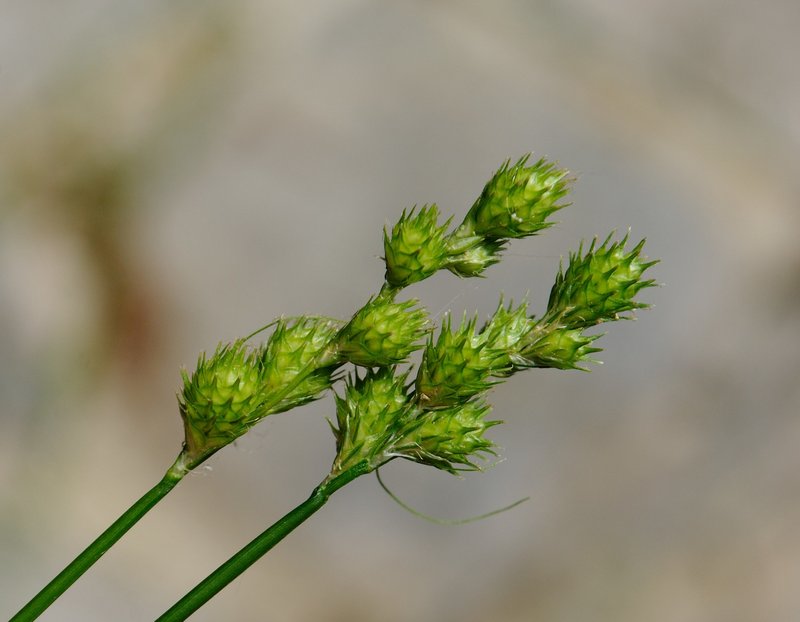 Greenwhite Sedge