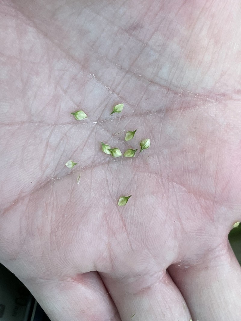 Greenwhite Sedge photo 3