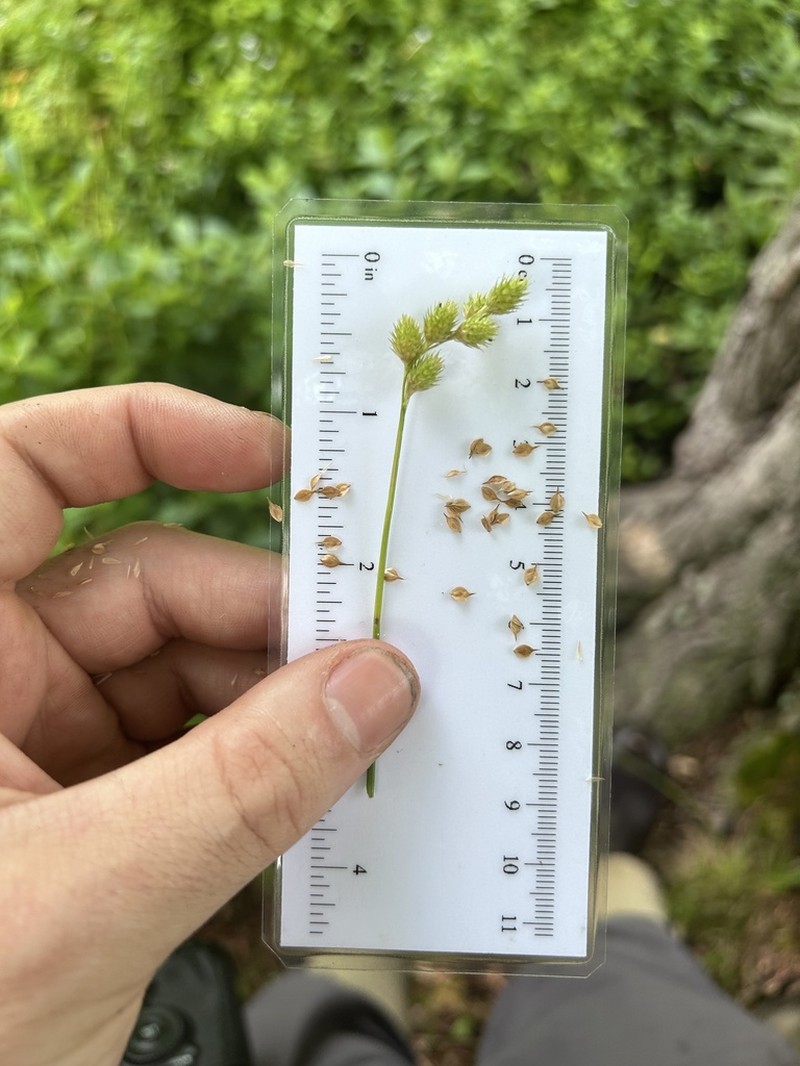 Greenwhite Sedge photo 4