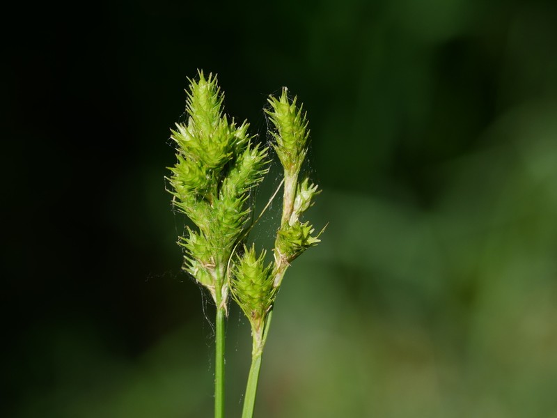 Greenwhite Sedge photo 5