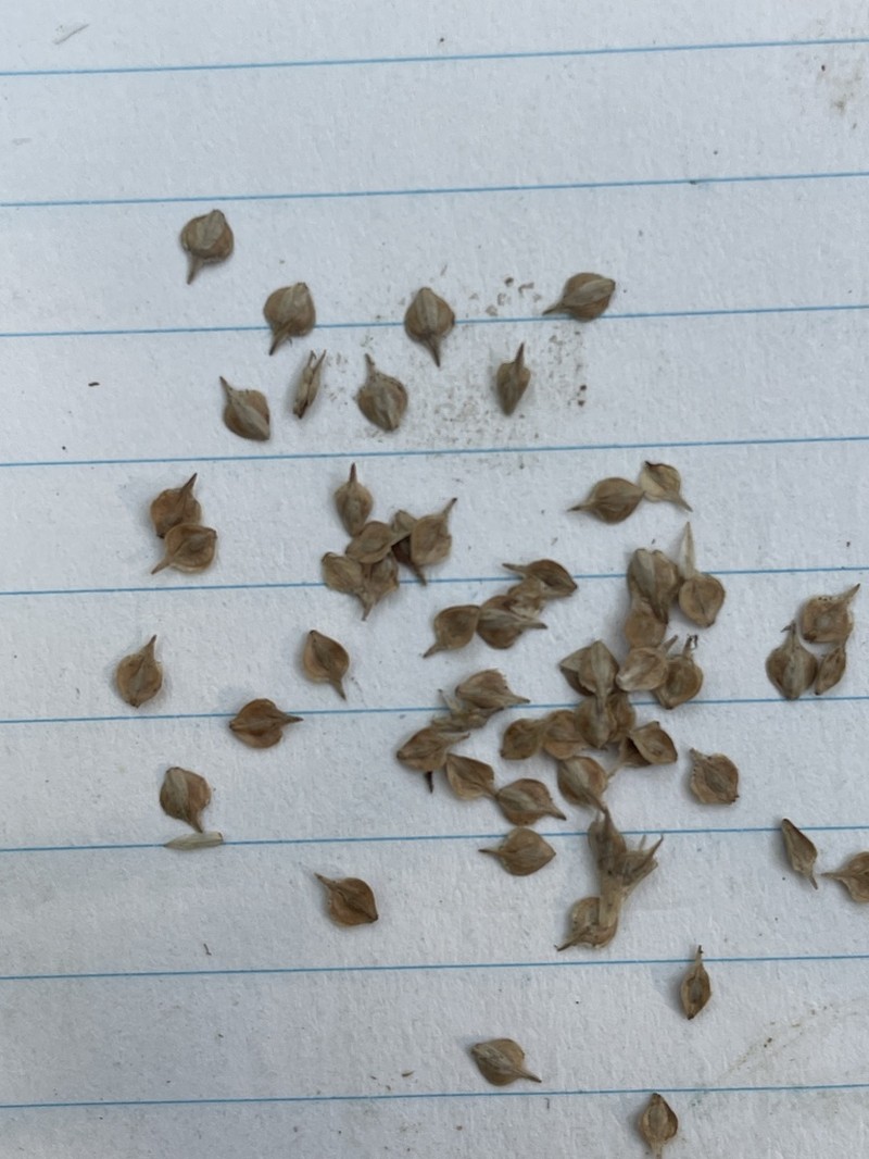Greenwhite Sedge photo 6