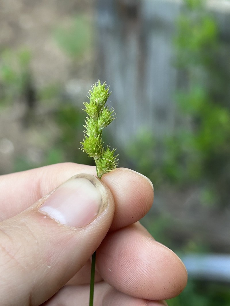 Greenwhite Sedge photo 7