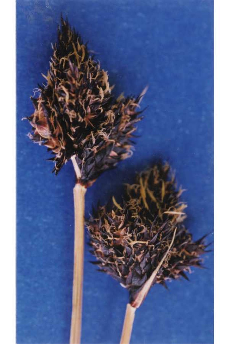 Blackandwhite Sedge