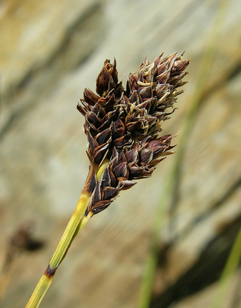Blackandwhite Sedge photo 6