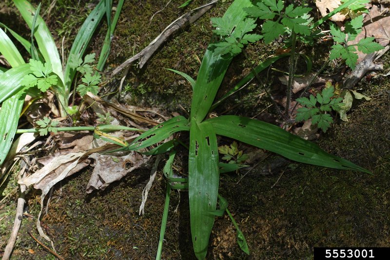 White Bear Sedge