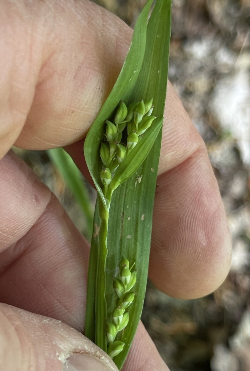 White Bear Sedge photo 2