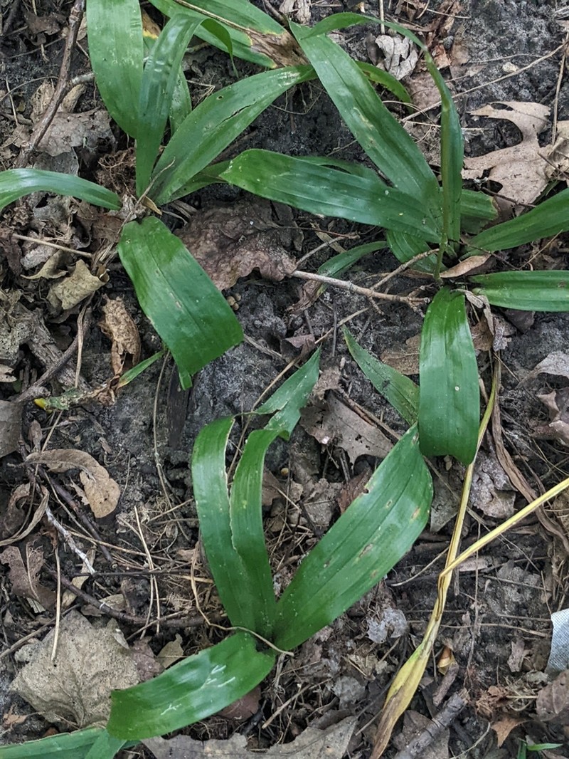 White Bear Sedge photo 4