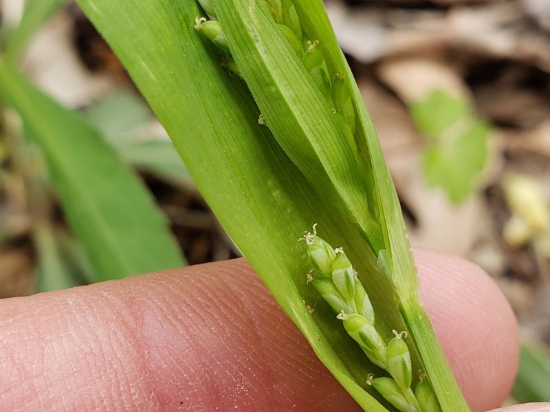 White Bear Sedge photo 5
