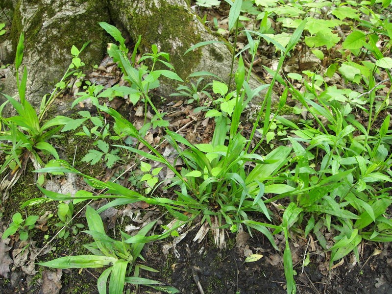 White Bear Sedge photo 6