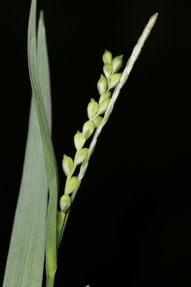 White Bear Sedge photo 7
