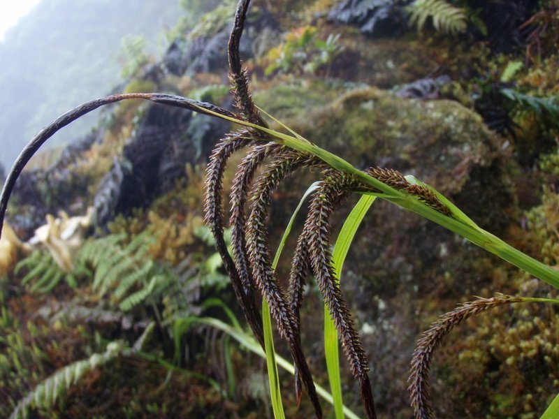 Hawai'I Sedge photo 2