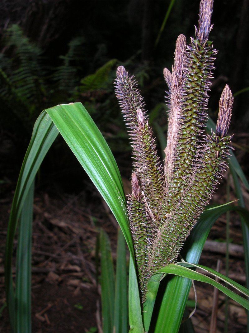 Hawai'I Sedge
