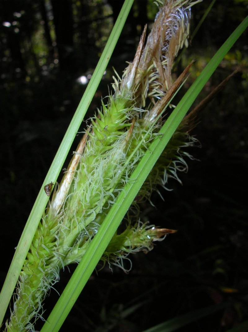 Hawai'I Sedge photo 4