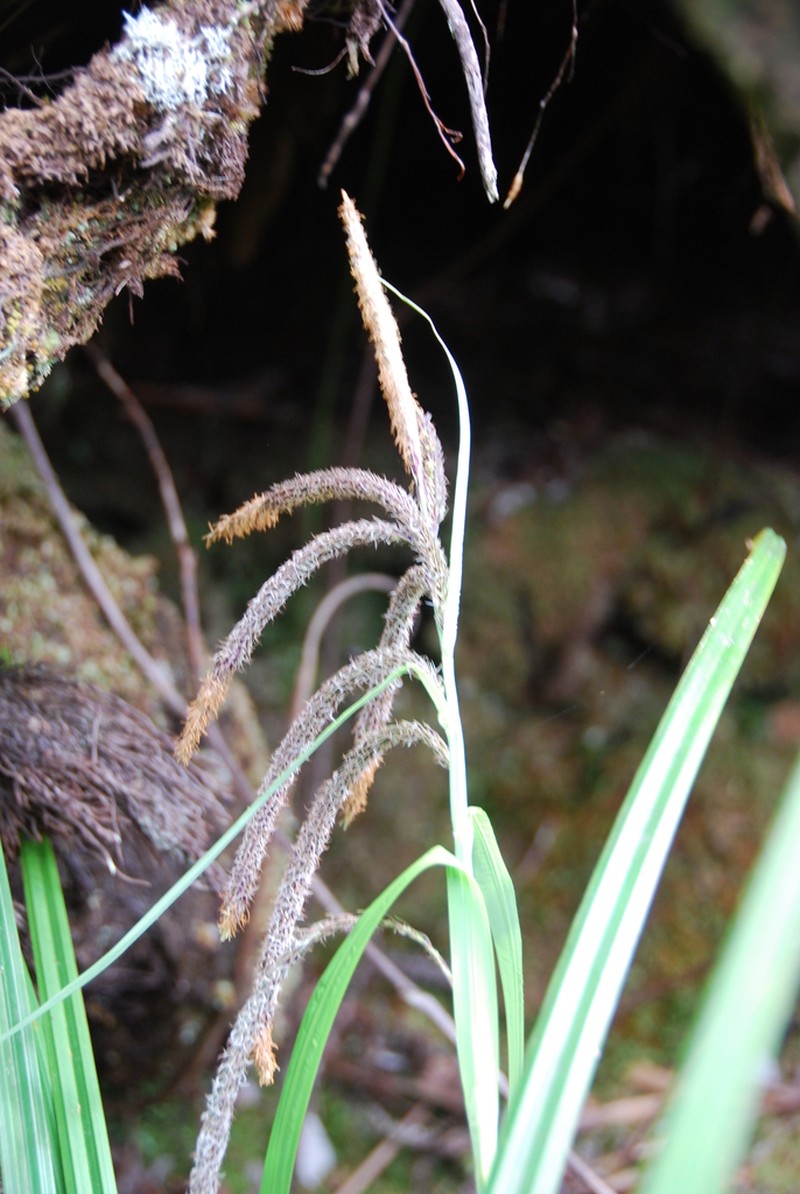 Hawai'I Sedge photo 5