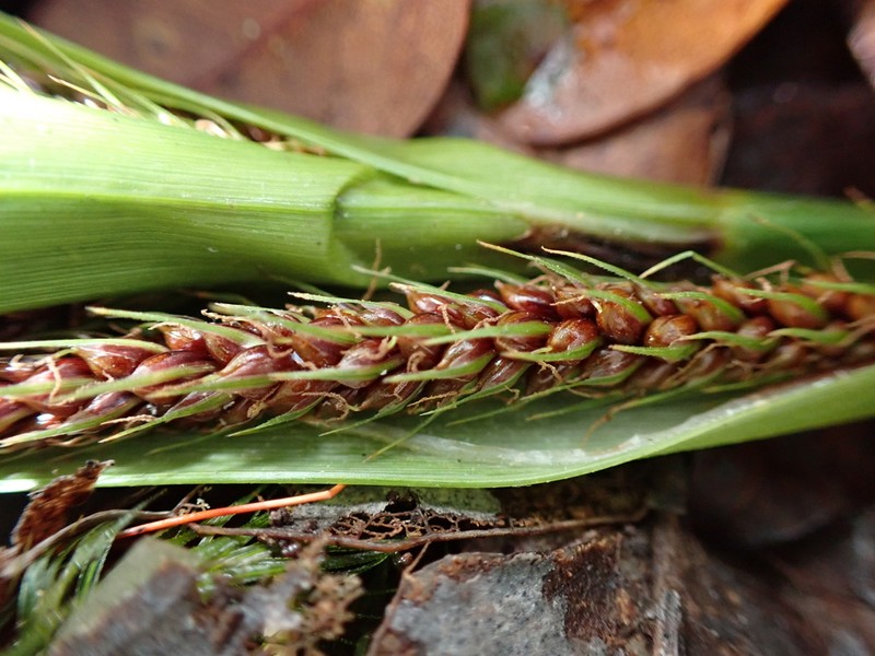 Hawai'I Sedge photo 6
