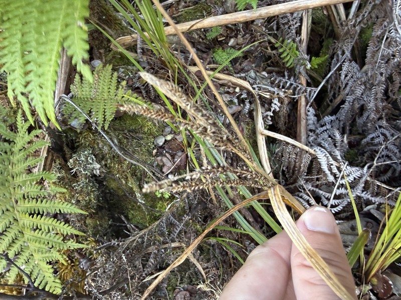 Hawai'I Sedge photo 7