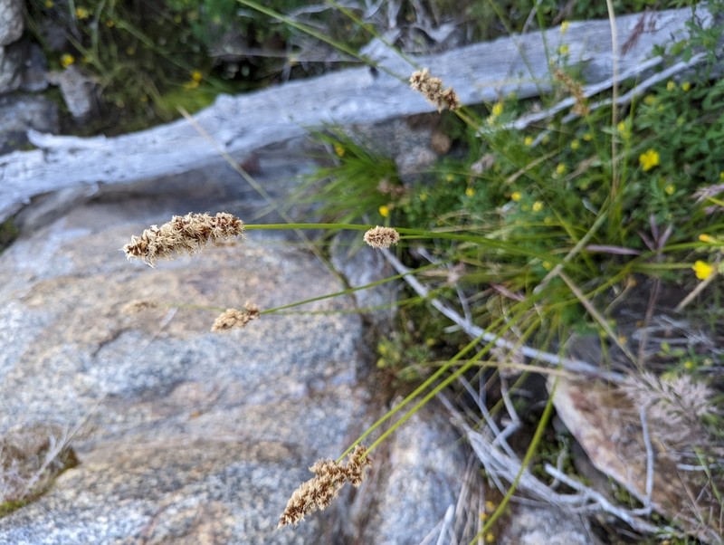 Grassleaf Sedge photo 4