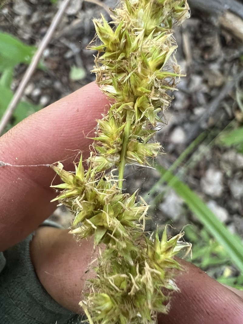 Grassleaf Sedge photo 5