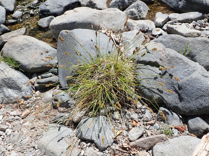 Grassleaf Sedge photo 6
