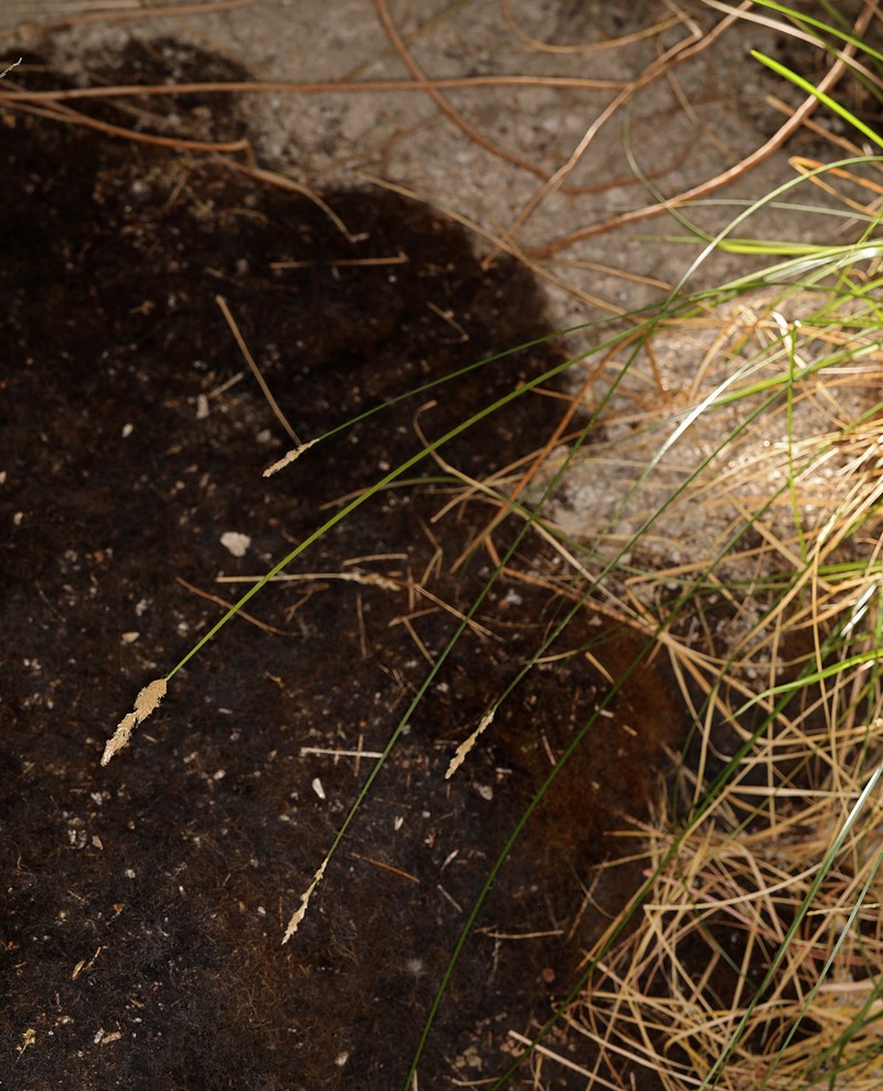 Sturdy Sedge photo 6